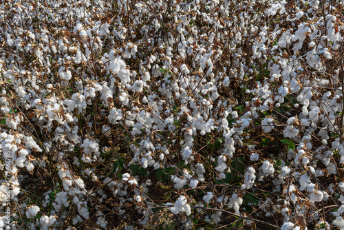 Wallpaper Mural white cotton in the field Torontodigital.ca