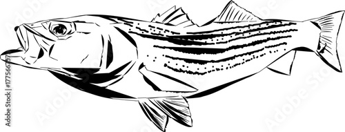 A modern comic like outline of a Striped Bass