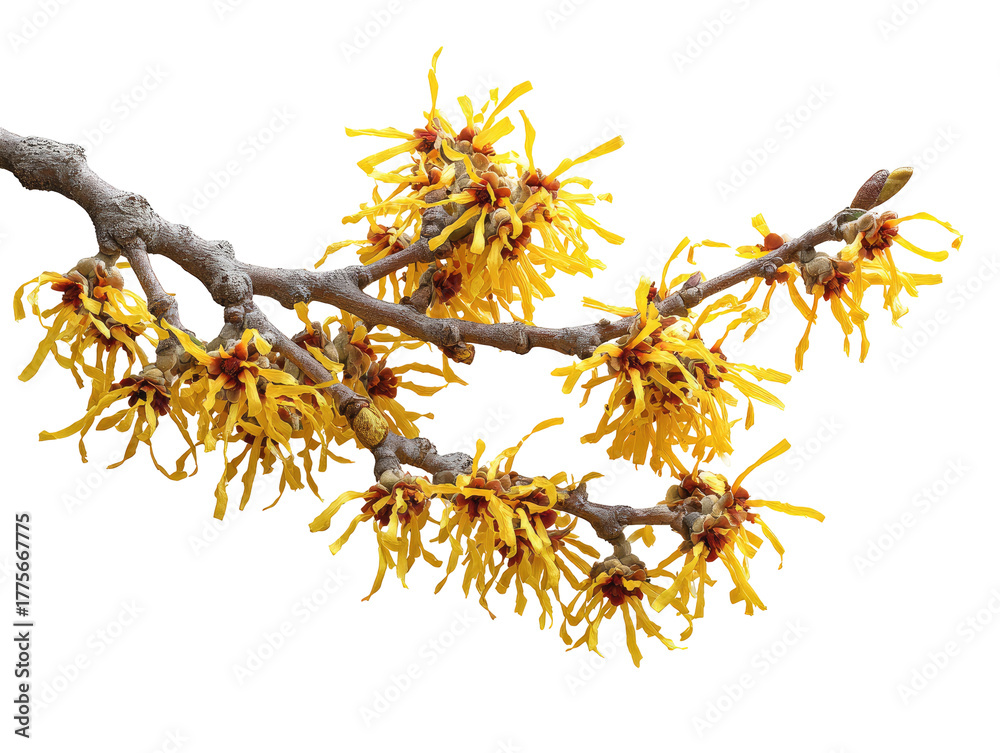 Obraz premium Close-up of a branch with clusters of bright yellow flowers. The flowers are intricate and feathery. Grey-brown branch segments and buds are visible
