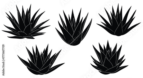 A collection of agave plants depicted in a stark black silhouette style