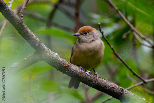 Black-headed Warbler