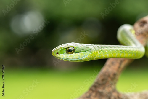 Close-up of a gorgeous boomslang (Dispholidus typus), also known as a tree snake or African tree snake.  Africa’s deadly venomous snake