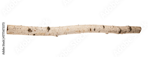 Birch branch isolated on white background.