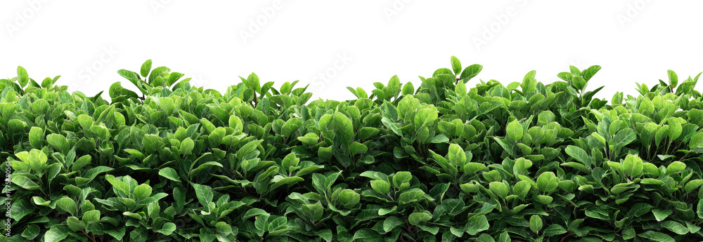 Fototapeta premium Dense green hedge (4)