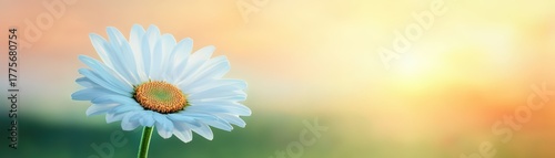 Beautiful white daisy flower in soft focus against a warm sunset sky with vibrant colors and a gentle bokeh background