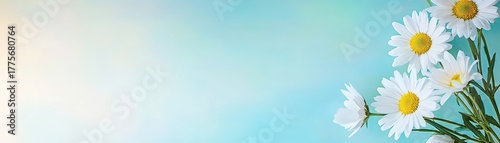 Fresh White Daisies on a Soft Blue Background with a Gentle Gradient for Nature and Floral Themes in Design Projects