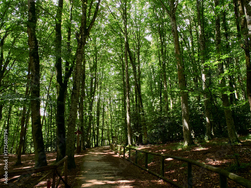 Bild auf Leinwand Trail in Foresta Umbra