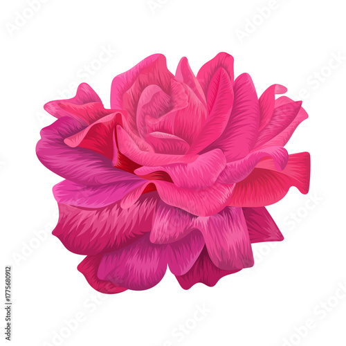 Realistic pink rose flower illustration isolated on white background