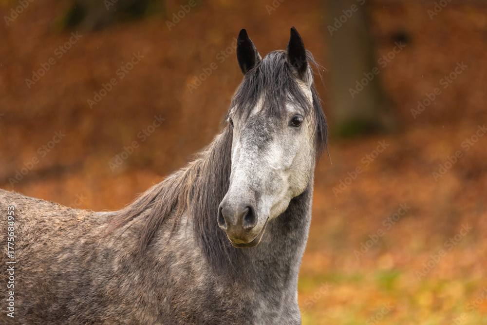 Fototapeta premium Schimmelportrait im Herbst