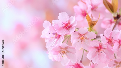 Delicate Pink Cherry Blossom Flowers with Soft Focus and Gentle Background for Springtime and Floral Aesthetics
