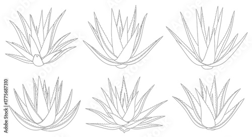 Detailed botanical illustration of six aloe vera plants in a line art style