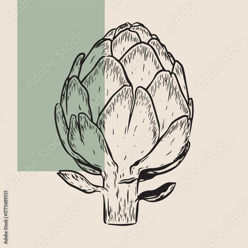 Minimalist line art artichoke illustration for organic food logo, food label, packaging, restaurant menu, patterns, art prints, book illustration or botanical and kitchen design.