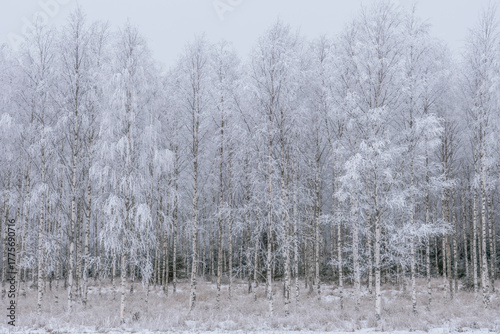Wallpaper Mural Frosty tree in a wintry landscape Torontodigital.ca