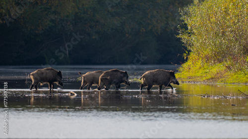 Tableau sur toile Wild boars crossing the Vistula River in Poland