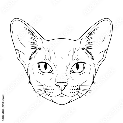 Line art illustration of a regal Siamese cat's face with pointed ears and striking blue eyes