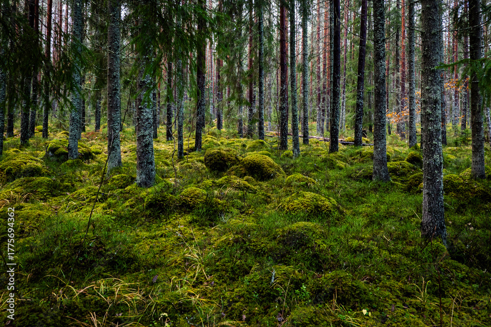 Obraz premium Forest in late autumn