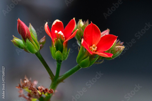 Photography Red Kalanchoe blossfeldiana flower