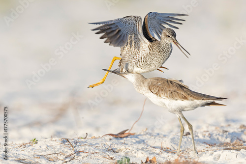 Greater yellowlegs and willet fighting on the beach.