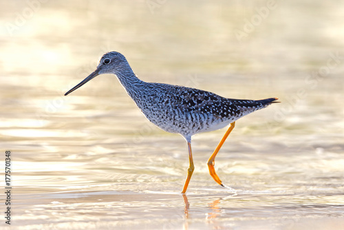A greater yellowlegs (Tringa melanoleuca) foraging in shallow water.