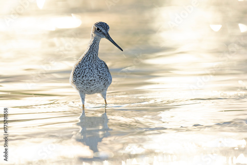 A greater yellowlegs (Tringa melanoleuca) foraging in shallow water.