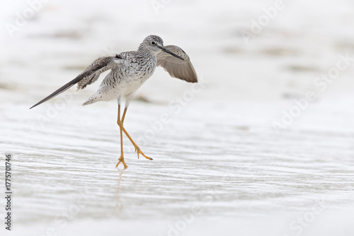 Greater yellowlegs (Tringa melanoleuca) landing on the beach.
