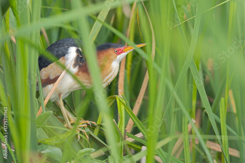  An adult least bittern (Botaurus exilis) hiding in the reeds.