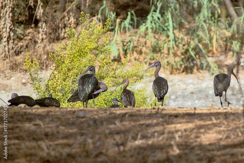 A group of Glossy Ibises (Plegadis falcinellus) resting and preening at Fuente del Rey Lagoon in Seville. The sunlight enhances the metallic green and bronze iridescence of their plumage