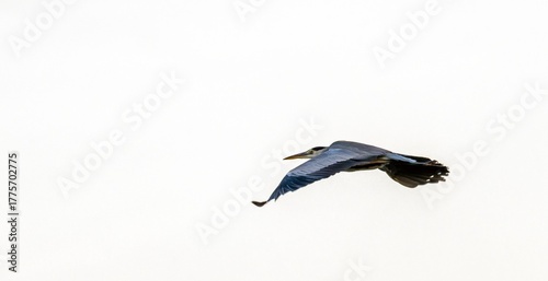 gray heron, Ardea cinerea in flight