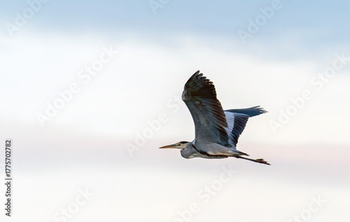 gray heron, Ardea cinerea in flight