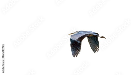 gray heron, Ardea cinerea in flight