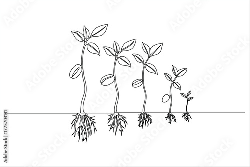 Minimalist illustration of seedling maturity showing different ages of life