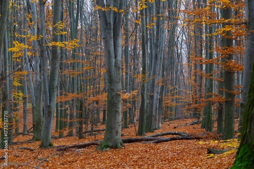 Beech forest in the late autumn. Beech trees are still covered with leftovers of golden, orange and brown leaves.