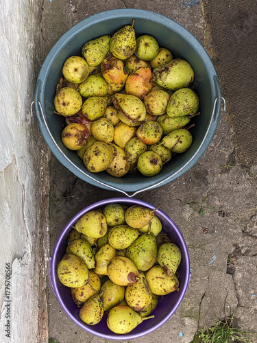 Unwashed pears in bucket top view.