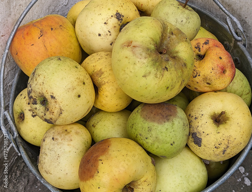 Unwashed apples in iron bucket