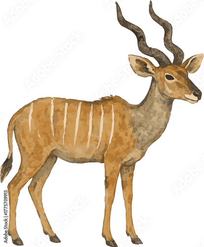 Watercolor vector illustration of a lesser kudu
