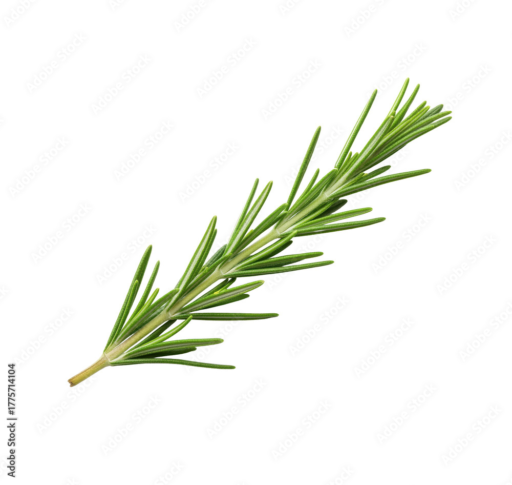 Fototapeta premium Rosemary sprig ingredient for packaging and menu headers, useful for seasoning labels or olive oil infusion bottle stickers or natural cosmetics, herbal shampoo and soap