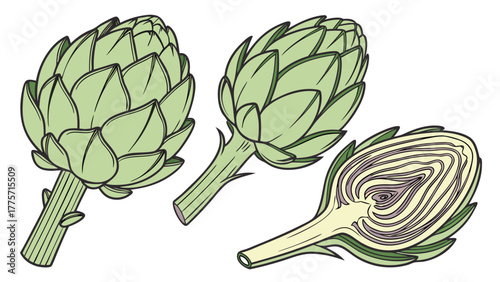 vintage botanical artichoke illustration showing whole and cross-section views in sage green watercolor style