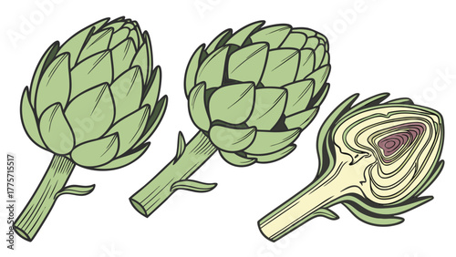 vintage botanical artichoke illustration showing whole and cross-section views in sage green tones