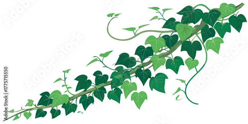 climbing ivy vine with green heart-shaped leaves and curling tendrils botanical illustration