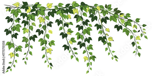 cascading green ivy vines with hanging leaves botanical illustration on white background