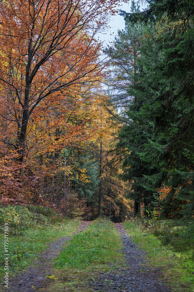Fototapeta premium Golden leaves in peaceful woods, Serene forest pathway with autumn foliage and gentle morning light, Calm rural scene with mosscovered edges and drifting mist among trees