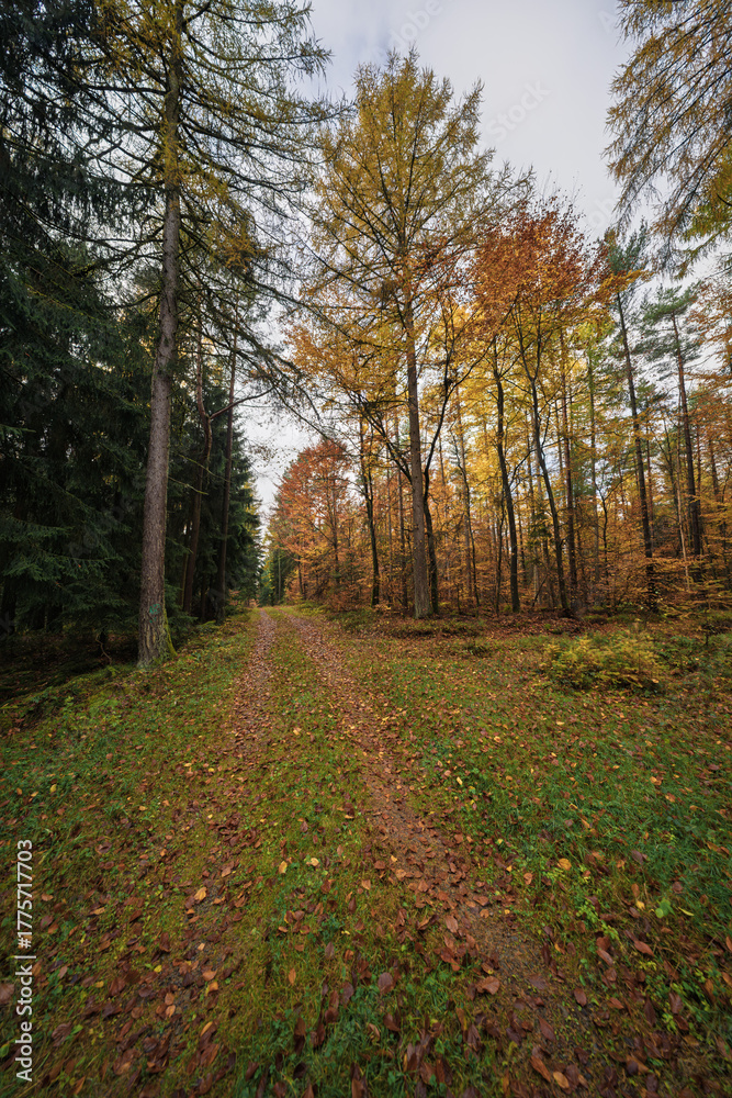 Fototapeta premium Golden leaves in peaceful woods, Serene forest pathway with autumn foliage and gentle morning light, Calm rural scene with mosscovered edges and drifting mist among trees