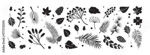 Winter coniferous plant. Autumn branch fir, pine cone, leaves and holly berries, rowan. Christmas floral icon, black doodle evergreen foliage set isolated on white bg. Nature vector illustration