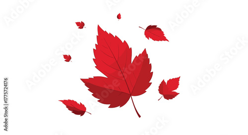 Vibrant red maple leaves gracefully falling and swirling, symbolizing the beautiful transition of autumn and the changing seasons.