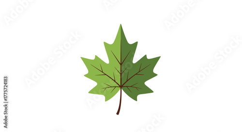 Simple and elegant illustration of a single green maple leaf, symbolizing nature, growth, freshness, and the beauty of foliage.