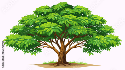Very beautiful verdant Kentucky Coffeetree isolated on a white background, showcasing lush green leaves, intricate branch structure, and natural botanical details for design or educational use.
