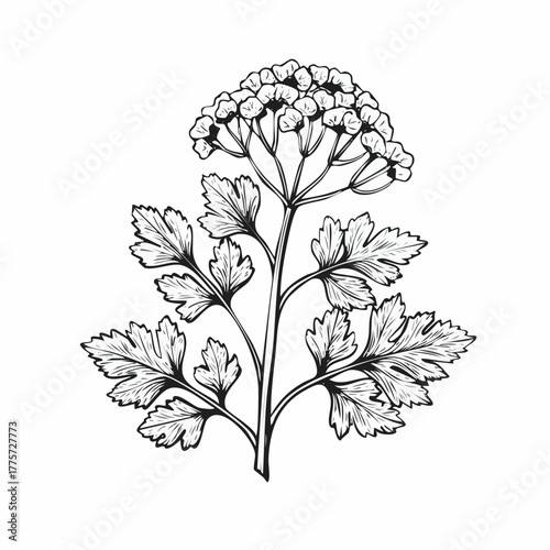 Detailed Black and White Parsley Plant Illustration with Intricate Leaf Veins.