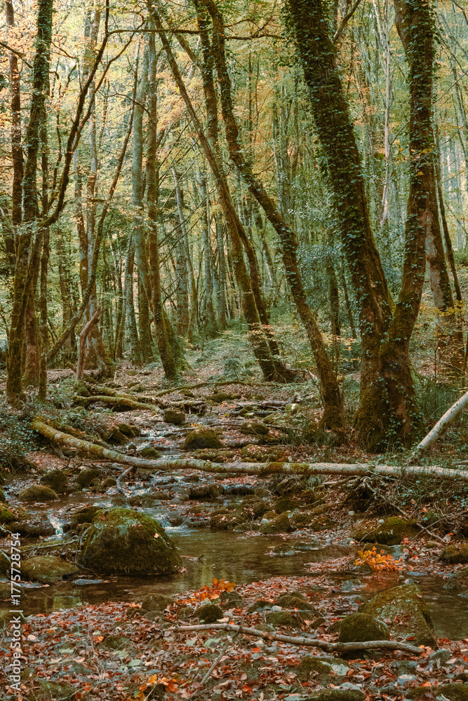 Obraz premium Trelex