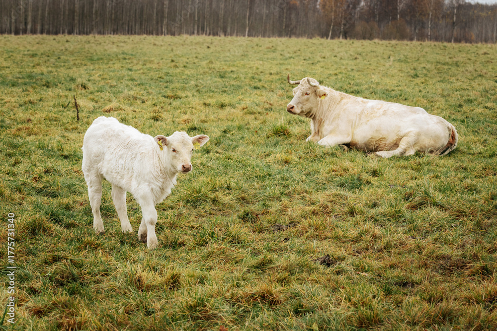 Obraz premium A group of white Charolais cows standing on grassy pasture during daytime, with one prominently in the foreground. Overcast lighting. 11.01. 2025 Brenguli, Latvia