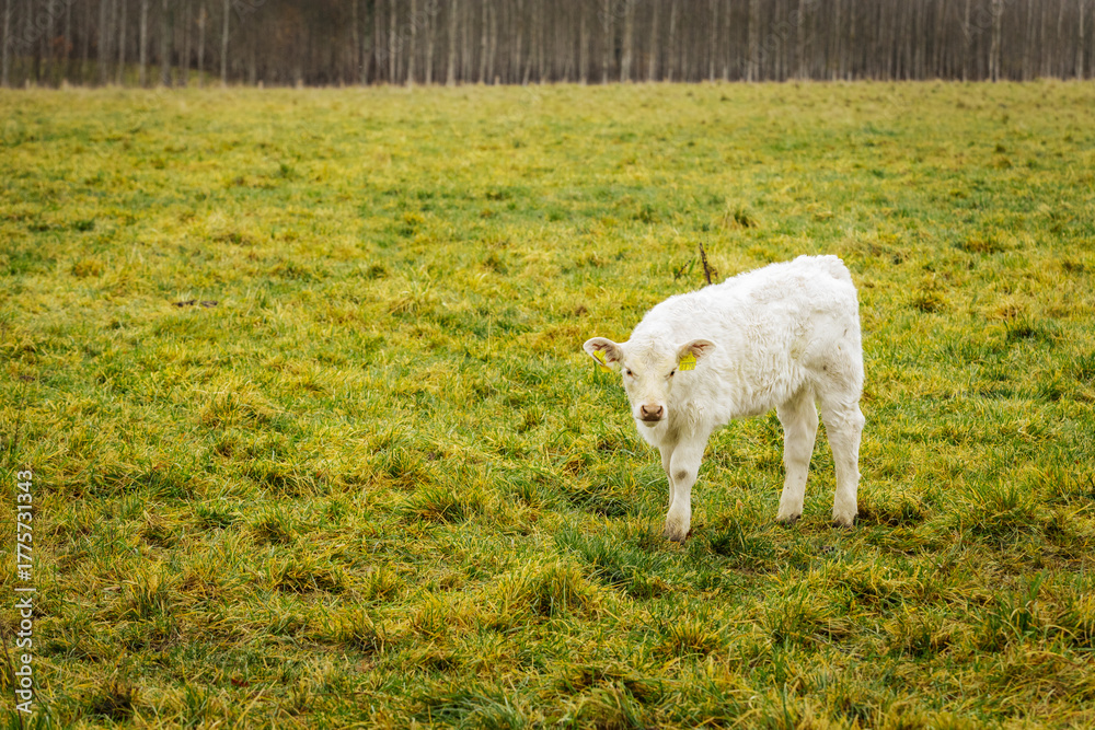 Fototapeta premium A group of white Charolais cows standing on grassy pasture during daytime, with one prominently in the foreground. Overcast lighting. 11.01. 2025 Brenguli, Latvia